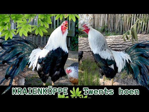 Amazing rooster of the rare Twents hoen chicken crowing - Kraienkopp rooster of the silver variety
