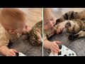 Hungry Baby Hilariously Tries To Bite Cat S Ear Shorts