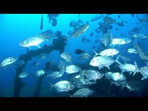 追風 / IJN Destroyer "Oite", Truk Lagoon, Micronesia