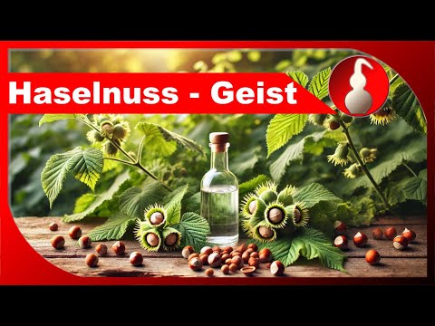 Haselnuss-Geist selber machen - leckerer Nuss-Schnaps - selber Schnaps brennen als Hobby - diSTILLed