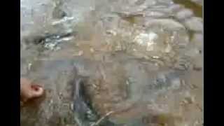 preview picture of video 'Pial criado em lagoa, separada dos demais peixes!!!'