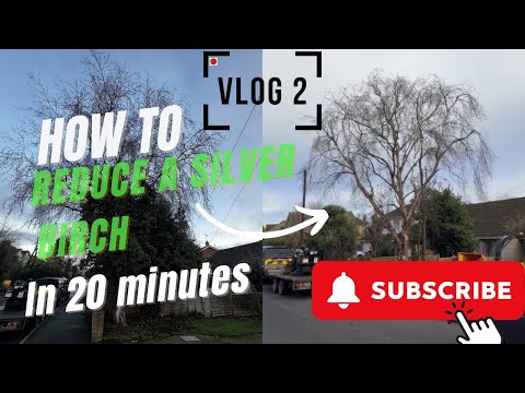 How to prune a silver birch in 20 MINUTES!