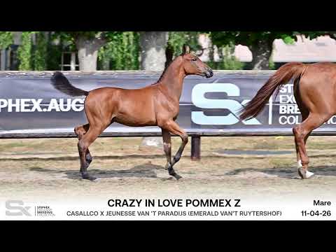 Crazy in Love Pommex Z