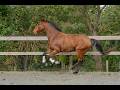Hongre - Lusitanien - 7 ans - Dressage - France