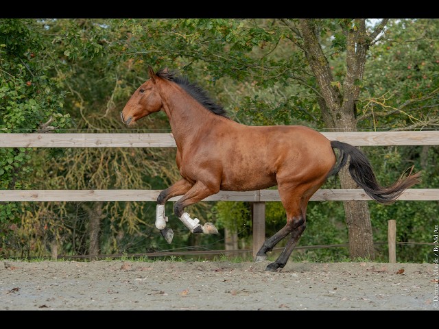 Hongre - Lusitanien - 7 ans - Dressage - France