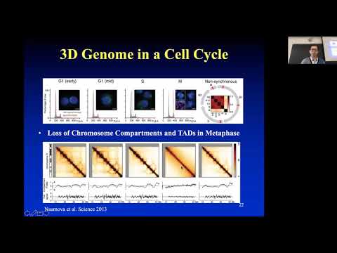 2019 STAT115 Lect14.3 3D Genome Dynamics