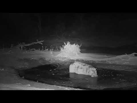 Djuma: Lone Hippo arrives (healed leg one) - 23:20 - 10/23/19