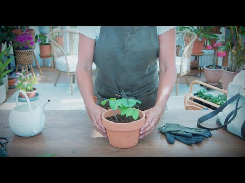 How to Grow and Care For Moonflower