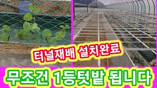 무조건 1등텃밭 되는법 터널재배설치 완료~주말농장,고추,참외,오이,수박,가지,토마토,호박,애호박 재배방법 키…