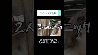 巨大迷路で2人ともパニック🤯【ちびげらもん切り抜き】#shorts #ちびげらもん #旅行vlog #ハウステンボス #長崎 #切り抜き