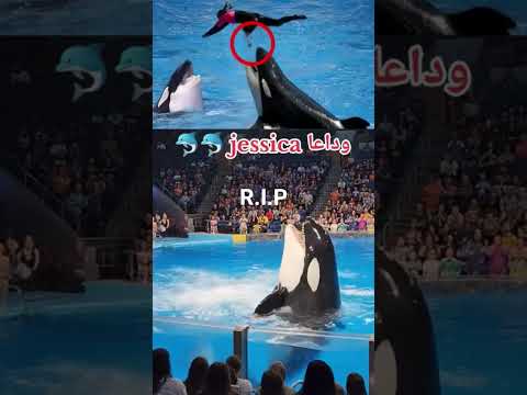 Tragedi pelatih jessica di mangsa paus orca #shorts #orca #trending