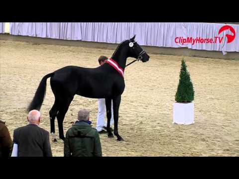 Siegerhengst Dressur | Don Juan de Hus x Stedinger x Rohdiamant | Westfälische Körung | 2015