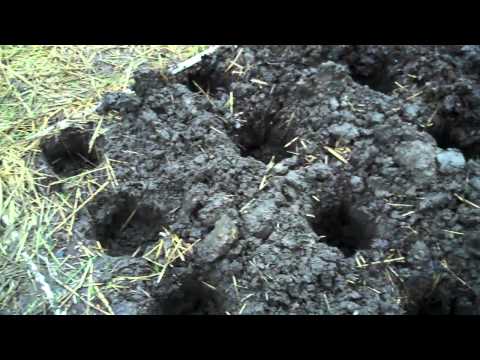 download lagu mp3 mp4 Holes In Potatoes, download lagu Holes In Potatoes gratis, unduh video klip Holes In Potatoes