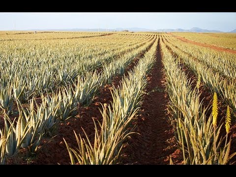 Fotograma del vídeo: Proceso de plantacion y cultivo de aloe vera 100% estabilizada FLP