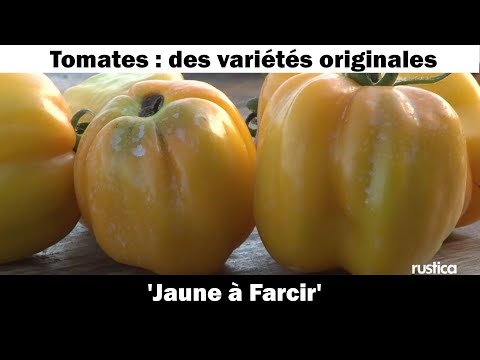 , title : 'La tomate ' Jaune à Farcir' : culture et recette'