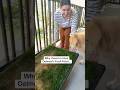Oatmeal never lets me know his next move… #FunnyDog #FreshPatch #Storytime ​⁠@FreshPatch