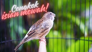 Download lagu MATERI MEWAH CENGKOK LOMBA ! MASTERAN KENARI ISIAN BLACKTHROAT GACOR MERDU DURASI PANJANG mp3 Download lagu MATERI MEWAH CENGKOK LOMBA ! MASTERAN KENARI ISIAN BLACKTHROAT GACOR MERDU DURASI PANJANG mp3