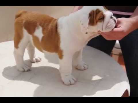 tahiche del atlante bull