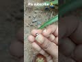 Heart Ah ️ ️ Shorts Shortsfeed Nature Garden Gardening Herb Medicine Seed Plant Ytshorts