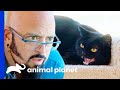 Jackson Saves Aggressive Cat From Being Put Down My Cat From Hell
