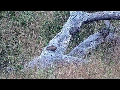 Djuma: Slender Mongoose - 07:17 - 04/23/2022