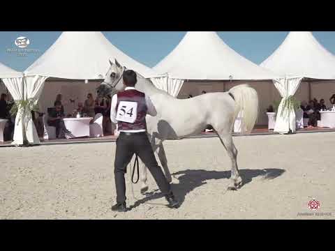 N 54 HANINE AL SHAHANIA   Prague 2020   Intercup   4 6 Years Old Stallions Class 10