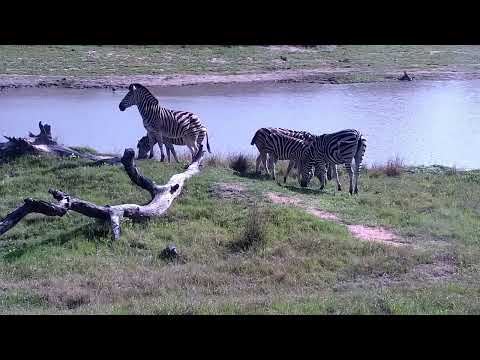 Djuma: Zebras join the Impala Rams, Waterbuck bulls and Wildebeest bull - 07:42 - 11/09/2022