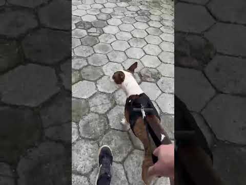 Vídeo de Joey