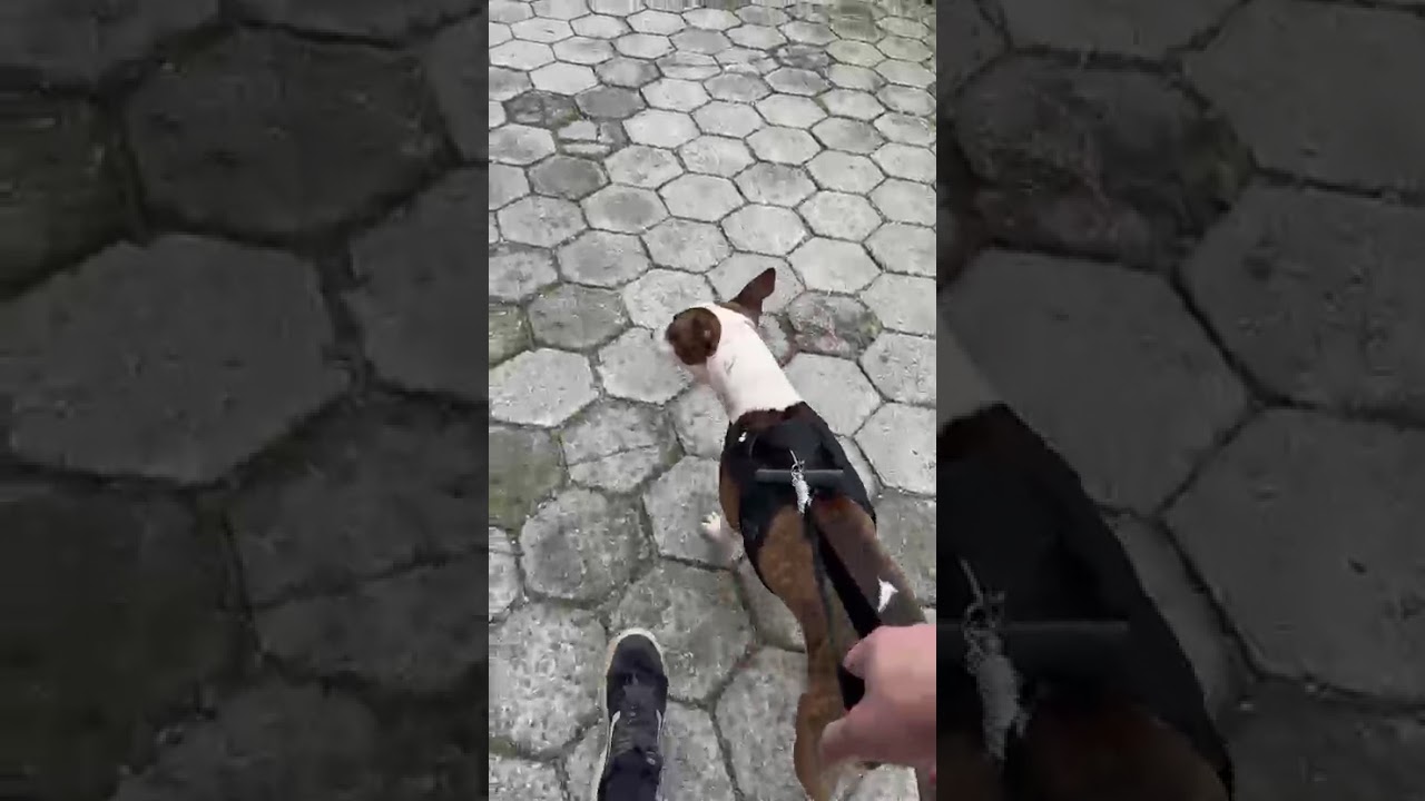 Cachorro raça Bull Terrier idade 3 anos nome Joey