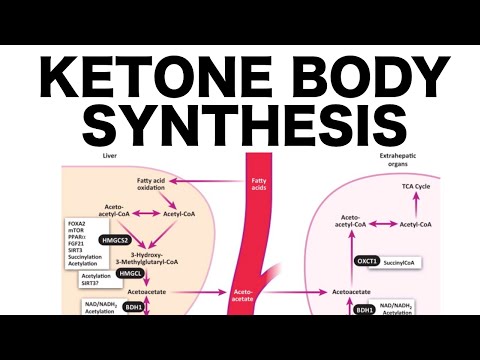 Ketone Body Synthesis