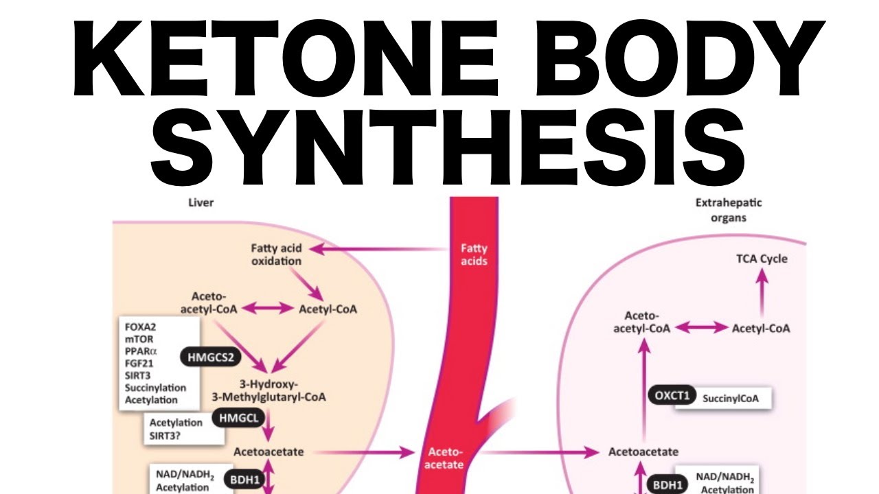 Ketone Body Synthesis
