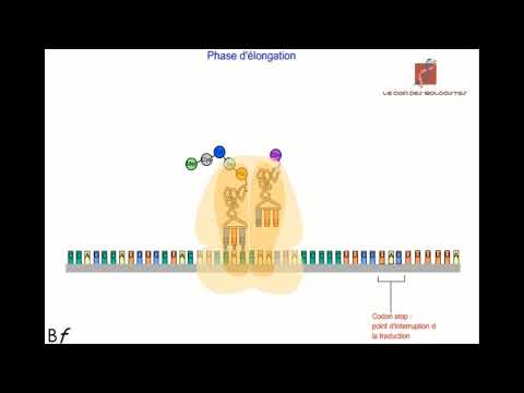 Genetics - Stages of Translation - Protein Synthesis - Part 4