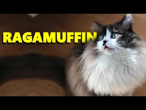 Ragamuffin Cat Breed - Ragdoll's Giant cousin