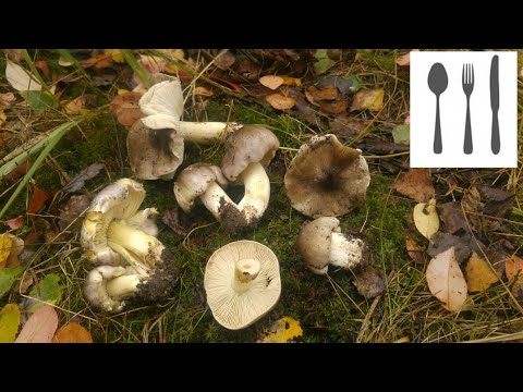 Gąska niekształtna (Tricholoma portentosum)