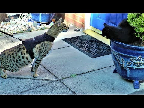download lagu mp3 mp4 F2 Savannah Cat Full Grown, download lagu F2 Savannah Cat Full Grown gratis, unduh video klip F2 Savannah Cat Full Grown