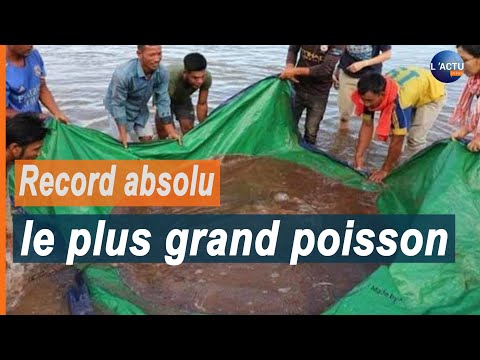 un homme pêche le plus grand poisson d'eau douce du monde