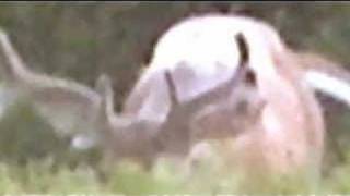 Rare Piebald (White) 10-pt Buck, Chase Deer from Golf Cart