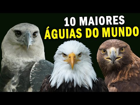 10 LARGEST EAGLES IN THE WORLD | Meet the EAGLE WITH CLAWS BIGGER THAN A GRAND BEAR'S