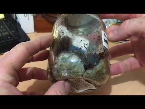 Alien life in my jar