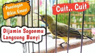 Download lagu Pancingan Sogon Agar Bunyi dan Emosi, Sogon Bahan Auto Nyaut dan Cepet Rajin Bunyi Part 14 mp3