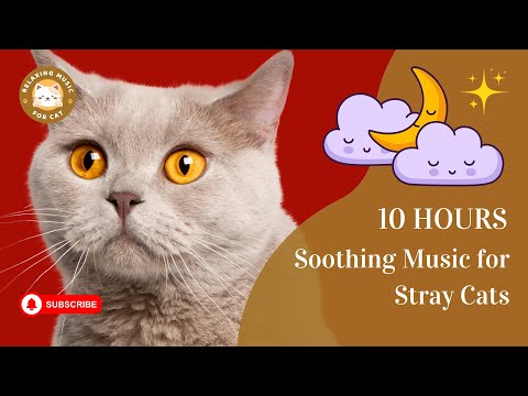 Soothing Music for Stray Cats 10 Hours 🐾 Relaxing Music for Cat