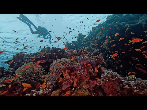 Brothers Islands, Red Sea Liveaboard 2024 (BDE).