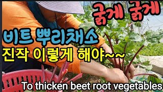 진작에 이렇게 해야 비트가 굵어 집니다. To thicken beet root vegetables