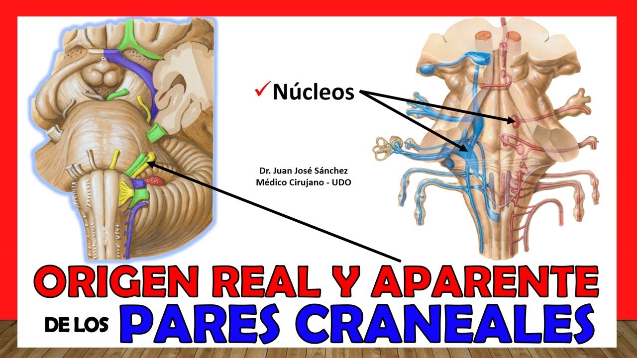 🥇 REAL AND APPARENT ORIGIN of Cranial Pairs - Summary in 20 minutes!