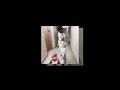 PNV Mell Trapgod Glizzoe BACK 2 BACK Slowed Pitched