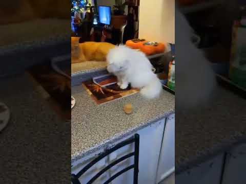 during Hanukkah 🕎 the kitty's love their Dradle.