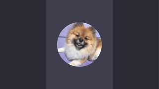 Games on geometry spot