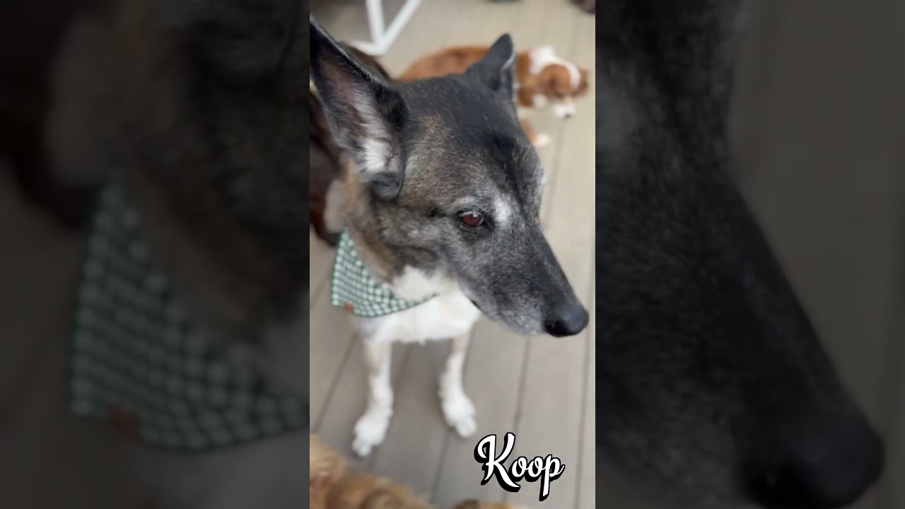 Koop is the BEST! , an adoptable mixed breed in Los Angeles, CA video 3/6