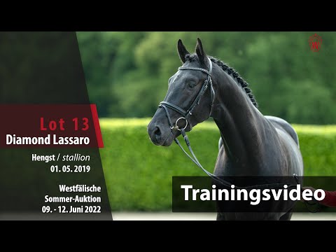 Sommer-Auktion Training Lot 13 Diamond Lassaro Hengst v. Diamond Deluxe - Lassaro