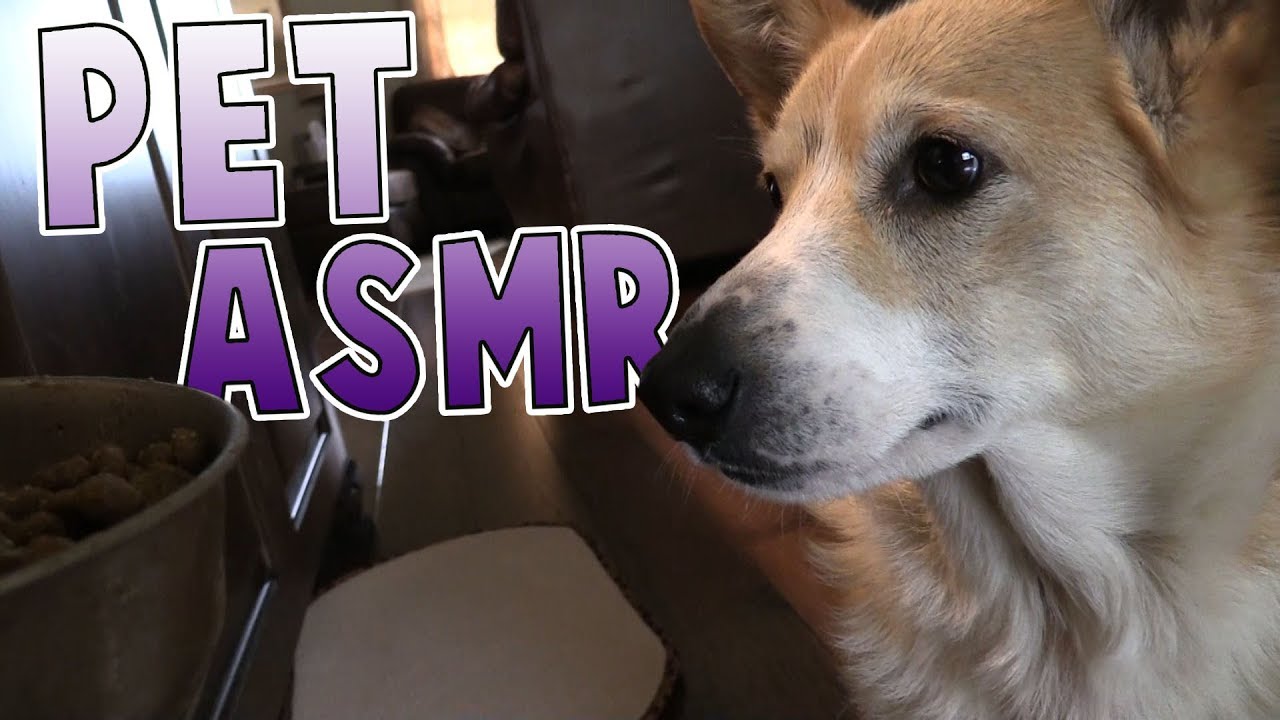 Puppy Pet Eating ASMR Quality Content